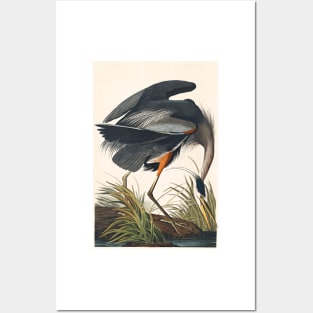 Great Blue Heron Robert Havell after John James Audubon 1834 Art Print Posters and Art